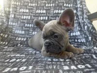 Bruce, a male French Bulldog for sale in Elk Grove, CA – 2 of 6