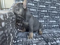 Bluey, a female French Bulldog for sale in Elk Grove, CA – 6 of 6