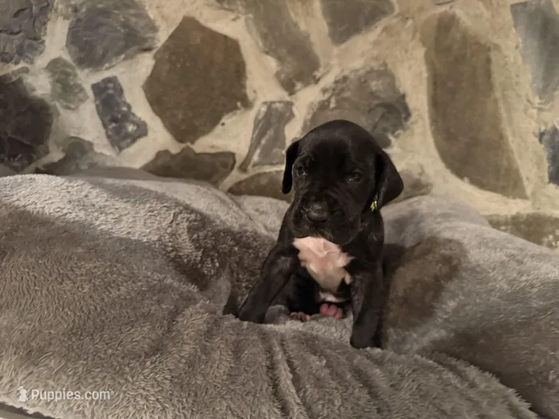 Fluorescent green – Great Dane puppy for sale in Dolgeville, NY