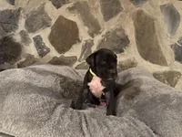 Fluorescent green, a female Great Dane for sale in Dolgeville, NY – Photo 2 of 3