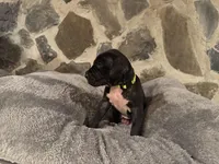 Fluorescent green, a female Great Dane for sale in Dolgeville, NY – Photo 3 of 3