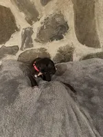 Pink, a female Great Dane for sale in Dolgeville, NY – Photo 3 of 4