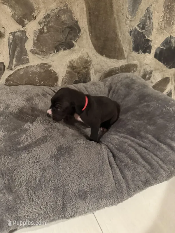Pink – Great Dane puppy for sale in Dolgeville, NY