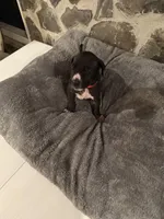 Pink, a female Great Dane for sale in Dolgeville, NY – Photo 2 of 4