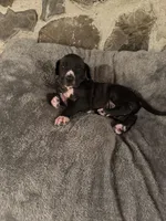 Pink, a female Great Dane for sale in Dolgeville, NY – Photo 4 of 4