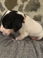 Brown, a female Great Dane for sale in Dolgeville, NY – Photo 4 of 4