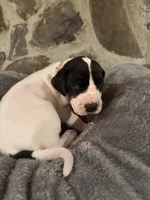 Brown, a female Great Dane for sale in Dolgeville, NY – Photo 3 of 4