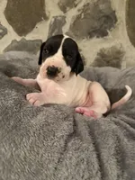 Brown, a female Great Dane for sale in Dolgeville, NY – Photo 2 of 4