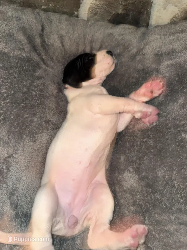 Brown – Great Dane puppy for sale in Dolgeville, NY