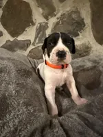 Orange, a female Great Dane for sale in Dolgeville, NY – Photo 1 of 3