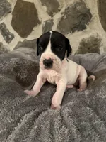 Orange, a female Great Dane for sale in Dolgeville, NY – Photo 3 of 3