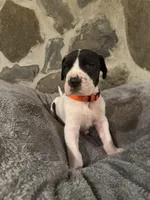 Orange, a female Great Dane for sale in Dolgeville, NY – Photo 2 of 3