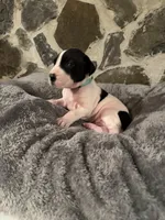 Turquoise, a female Great Dane for sale in Dolgeville, NY – Photo 3 of 3