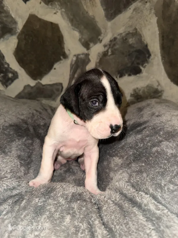 Turquoise – Great Dane puppy for sale in Dolgeville, NY