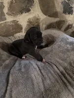 Purple, a female Great Dane for sale in Dolgeville, NY – Photo 4 of 5