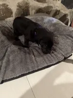 Purple, a female Great Dane for sale in Dolgeville, NY – Photo 2 of 5