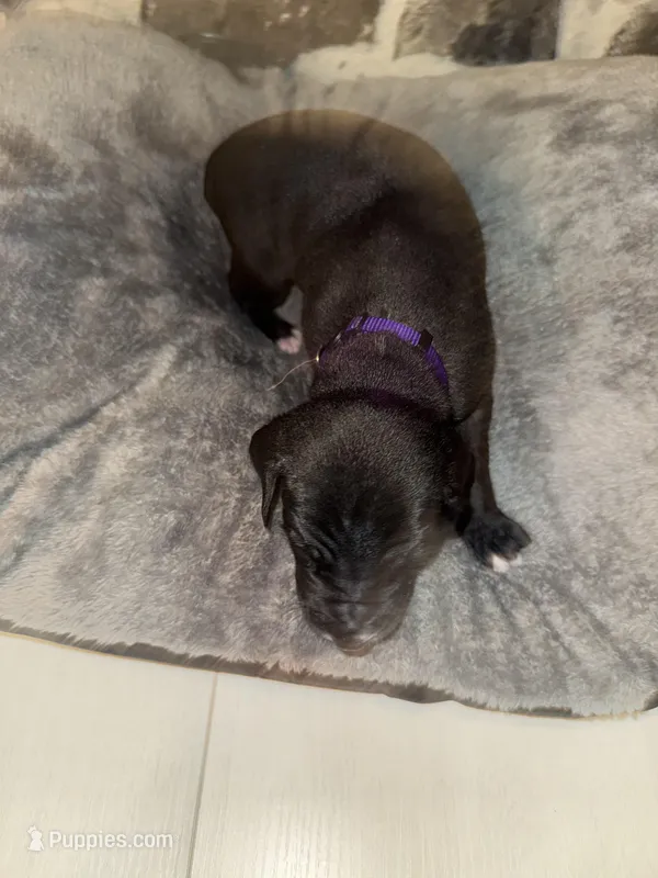 Purple – Great Dane puppy for sale in Dolgeville, NY