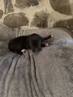 Purple, a female Great Dane for sale in Dolgeville, NY – Photo 5 of 5