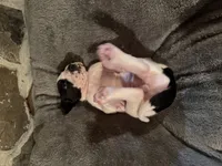 Red, a female Great Dane for sale in Dolgeville, NY – Photo 5 of 6