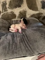 Red, a female Great Dane for sale in Dolgeville, NY – Photo 6 of 6