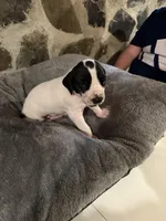 Red, a female Great Dane for sale in Dolgeville, NY – Photo 2 of 6