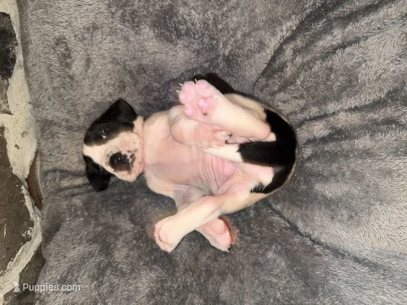 Red – Great Dane puppy for sale in Dolgeville, NY