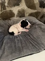 Red, a female Great Dane for sale in Dolgeville, NY – Photo 3 of 6