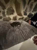 Light purple, a female Great Dane for sale in Dolgeville, NY – Photo 2 of 9