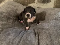 Light purple, a female Great Dane for sale in Dolgeville, NY – Photo 9 of 9