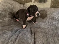 Light purple, a female Great Dane for sale in Dolgeville, NY – Photo 6 of 9