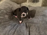 Light purple, a female Great Dane for sale in Dolgeville, NY – Photo 8 of 9