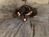 Light purple, a female Great Dane for sale in Dolgeville, NY – Photo 7 of 9