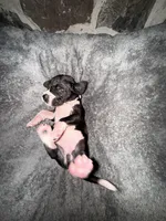 Light purple, a female Great Dane for sale in Dolgeville, NY – Photo 4 of 9