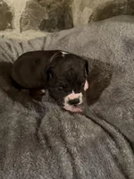 Light purple, a female Great Dane for sale in Dolgeville, NY – Photo 5 of 9