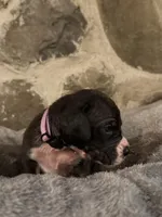 Light purple, a female Great Dane for sale in Dolgeville, NY – Photo 3 of 9