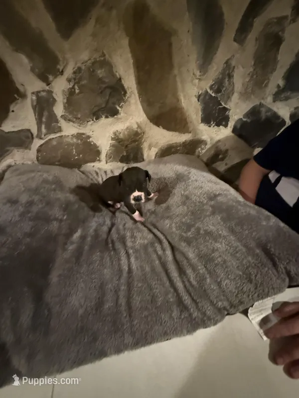 Light purple – Great Dane puppy for sale in Dolgeville, NY