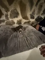 Light purple, a female Great Dane for sale in Dolgeville, NY – Photo 1 of 9