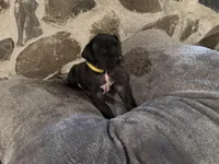 Yellow, a female Great Dane for sale in Dolgeville, NY – Photo 3 of 4