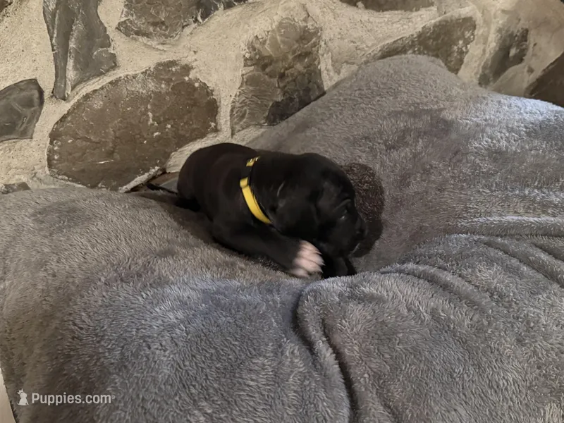 Yellow – Great Dane puppy for sale in Dolgeville, NY