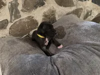 Yellow, a female Great Dane for sale in Dolgeville, NY – Photo 2 of 4