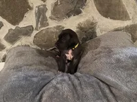 Yellow, a female Great Dane for sale in Dolgeville, NY – Photo 4 of 4