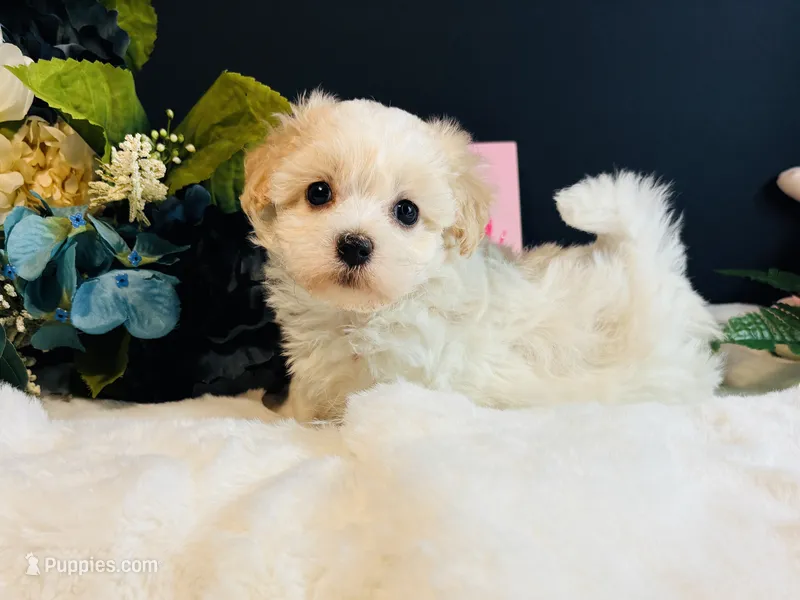 Cream girl – Maltipoo puppy for sale in Royse City, TX