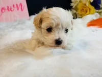 Cream girl, a female Maltipoo for sale in Royse City, TX – 4 of 10