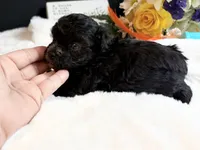 Tiny Male blue eyes, a male Maltipoo for sale in Royse City, TX – 8 of 8