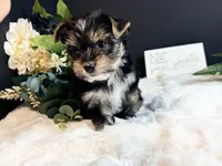 Black girl, a female Yorkshire Terrier for sale in Royse City, TX – 2 of 10
