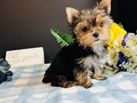 Teacup Male, a male Yorkshire Terrier for sale in Royse City, TX – 2 of 9