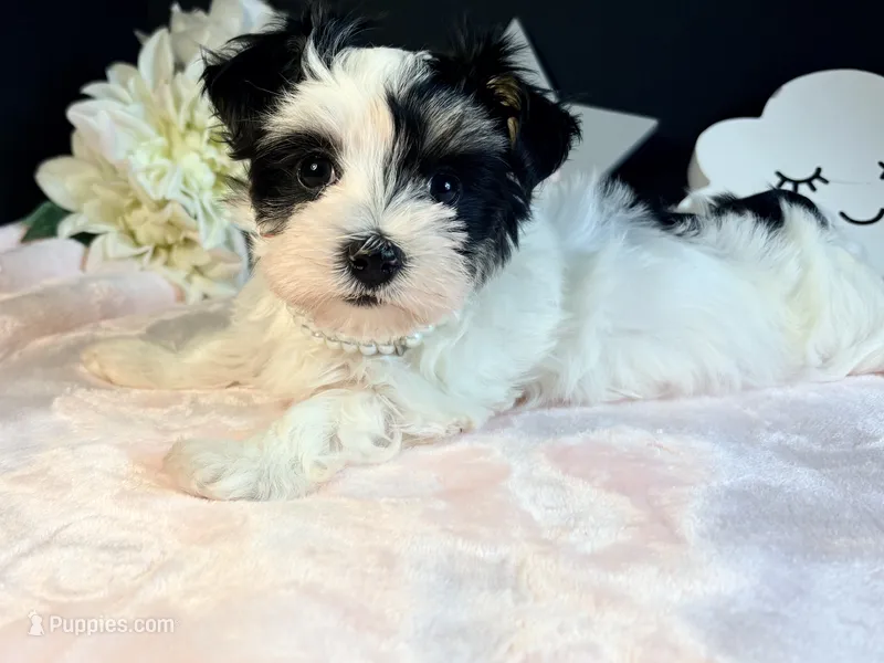 Waffles  – Morkie puppy for sale in Royse City, TX
