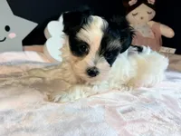 Waffles , a female Morkie for sale in Royse City, TX – 9 of 10