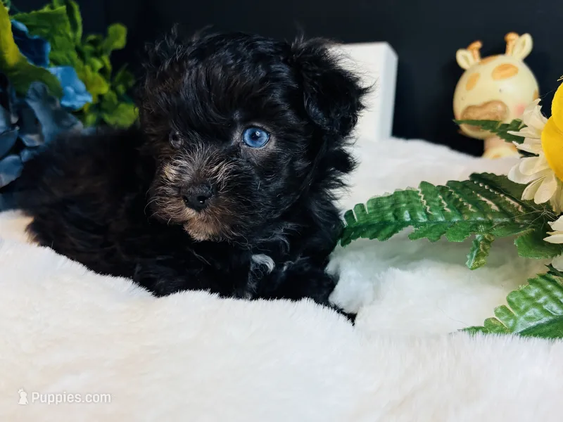 Tiny Male blue eyes – Maltipoo puppy for sale in Royse City, TX