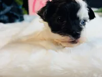 Tiny blue eye girl, a female Maltipoo for sale in Royse City, TX – 5 of 8